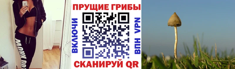 Галлюциногенные грибы Cubensis  Приморск 